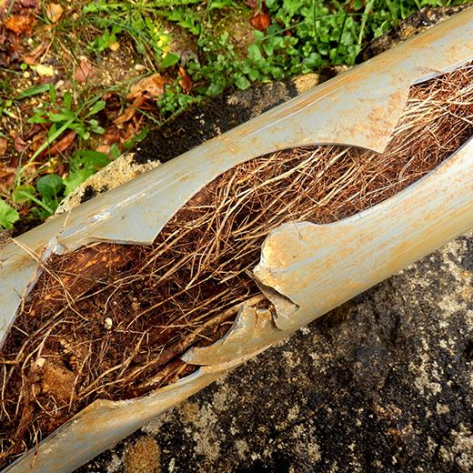 The Drain & Sewer Professionals In Basket Range